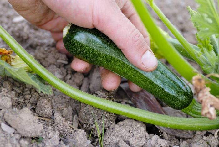 кабачок - органическое (природное) земледелие