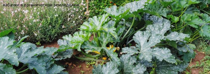 кабачок - природное земледелие