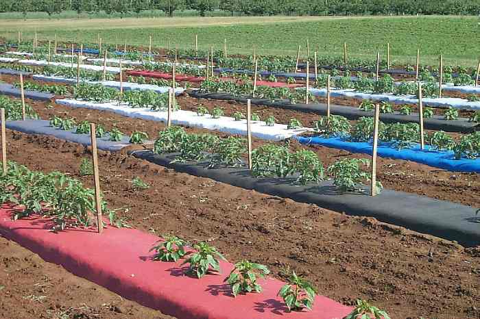 разноцветная пленка для мульчи