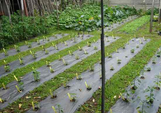 мульчирование