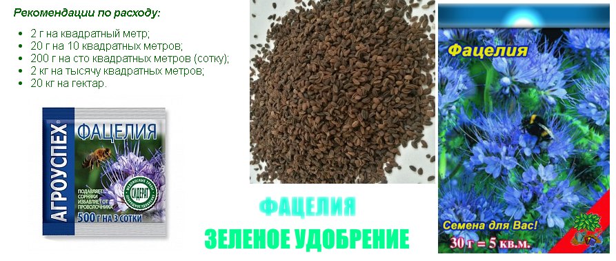 Фацелия - нормы высева на огороде