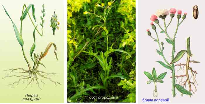 огородные сорняки
