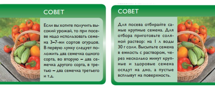 Советы для выращивания огурцов