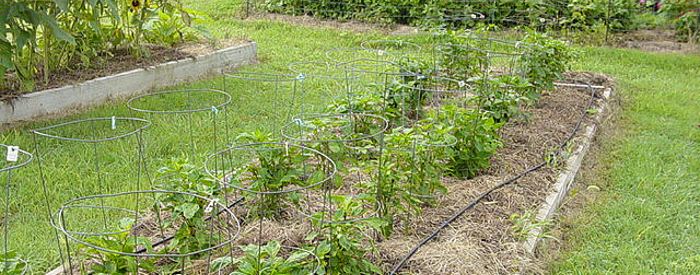 Как лучше ухаживать за перцами?