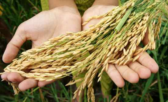 принцип заботы