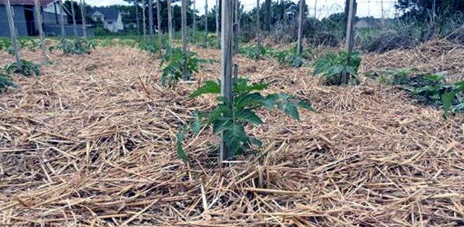 мульча для овощей - 1