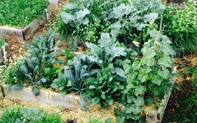 мульча для овощей