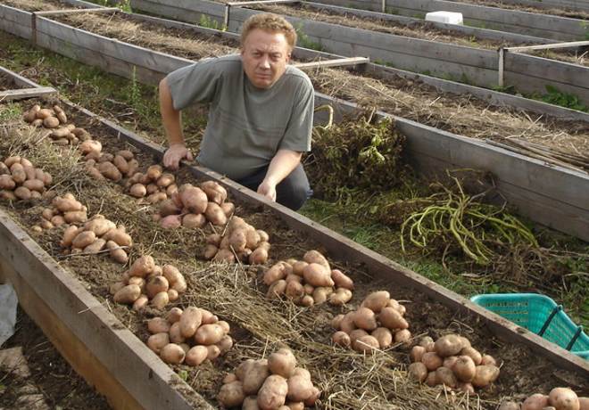 Игорь Лядов. Сбор урожая