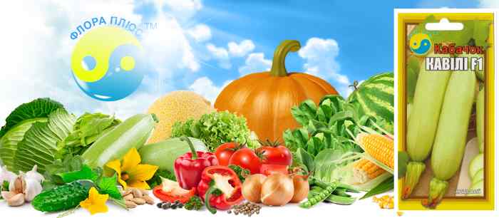 семена кабачка Кавили F1 от производителя “Флора плюс” из г. Хмельницкого