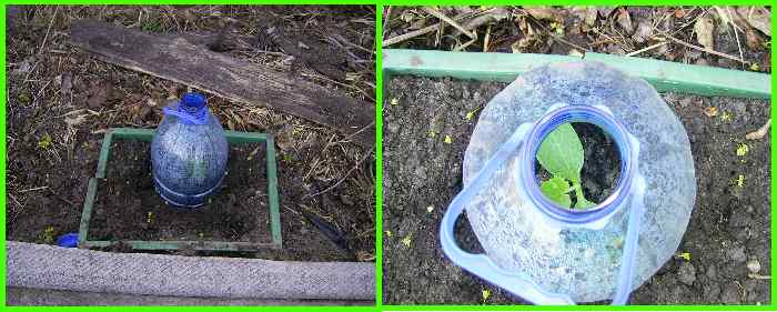 кабачок Кавили F1 на огороде