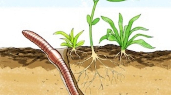 Лучшие помощники – полезные микроорганизмы и черви