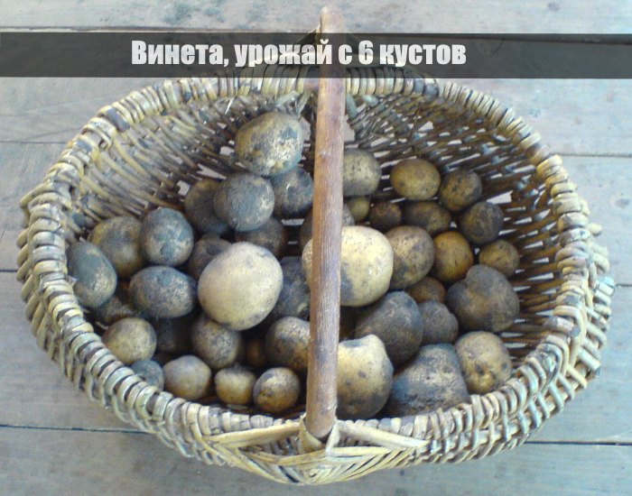 Картофель сорта Винета, урожай с 6 кустов