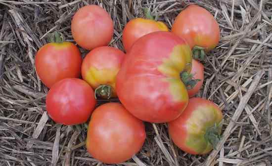 Томат "Бычье сердце" на своем огороде
