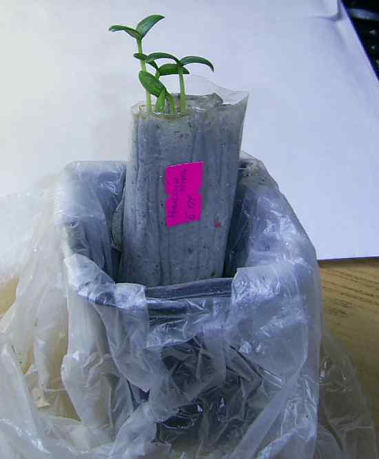 Майский F1 - первые ростки