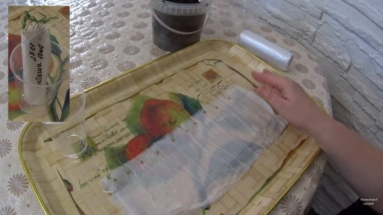 рассада в улитке через неделю