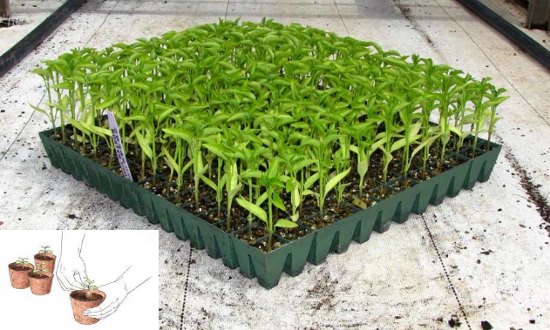 рассада овощей