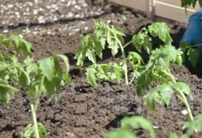 высадка рассады томатов в открытый грунт