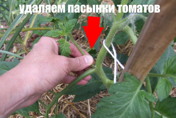 удаляем пасынки томатов
