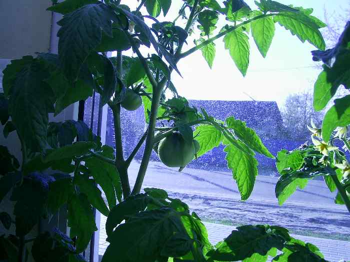 Бонсай на подоконнике