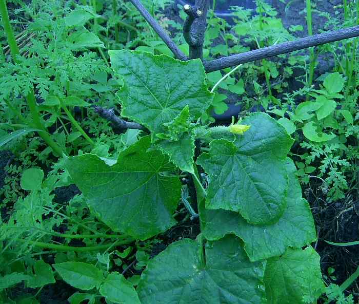 Огурец Меренга  - опыт выращивания в Брянской области