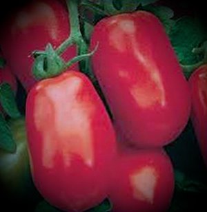 Розовые томаты