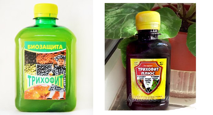 Трихофит против фитофторы