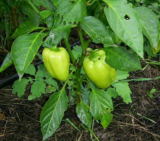 Сладкий перец - Брянская область