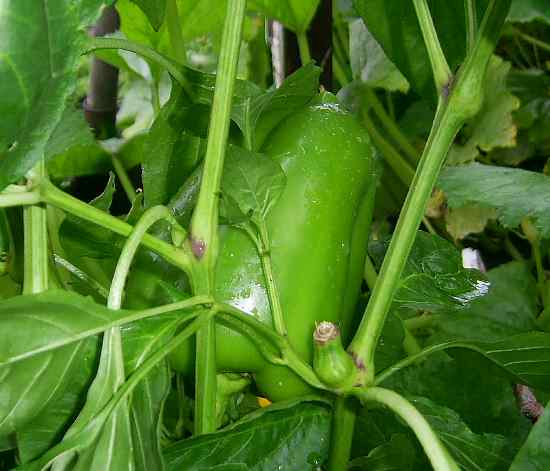 Сладкий перец -  Магнит