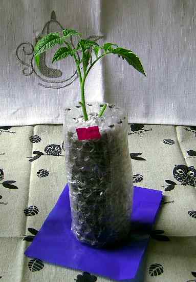 Рассада томатов Де Барао