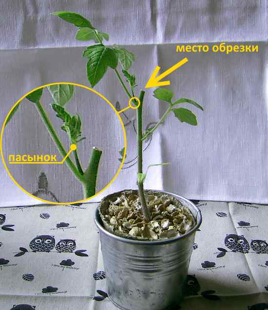 Рассада томатов Де Барао