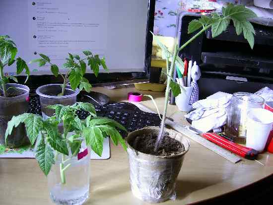 Обрезка рассады томатов Де Барао