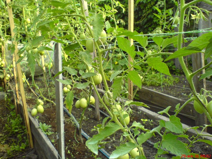 де Барао, пока зеленый