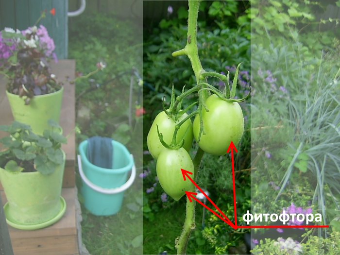 фитофтора на томатах