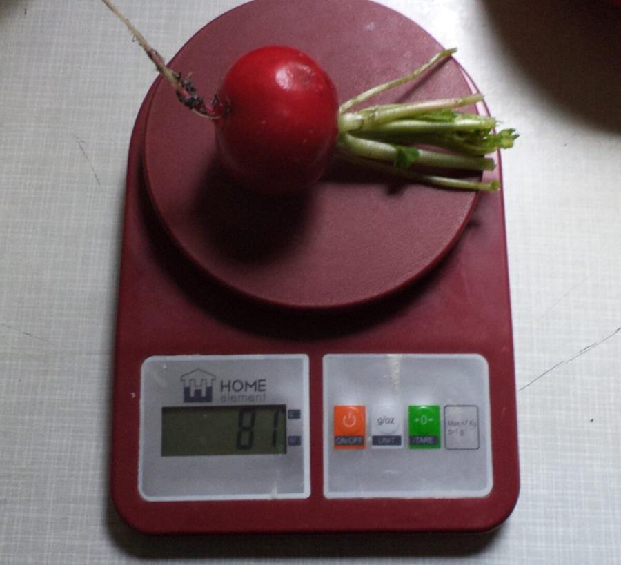 Редис "Меркадо" - урожай 2020 года, вес корнеплода 80г