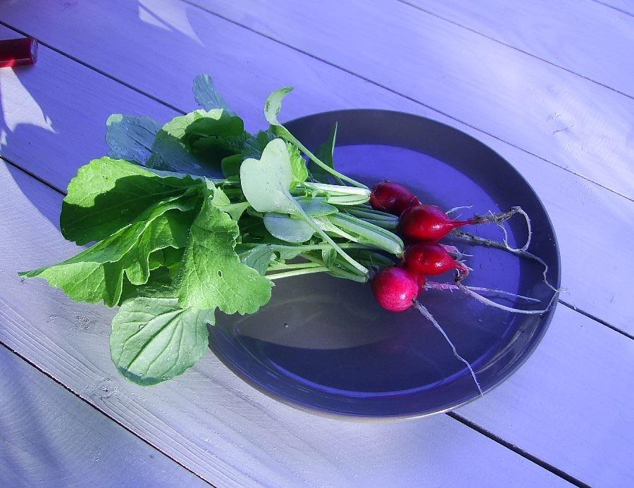 Редис "Меркадо" - урожай 2020 года