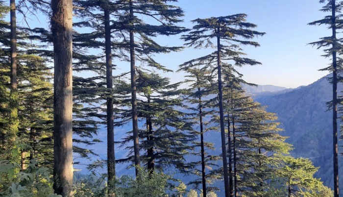 Деодар - гималайский кедр