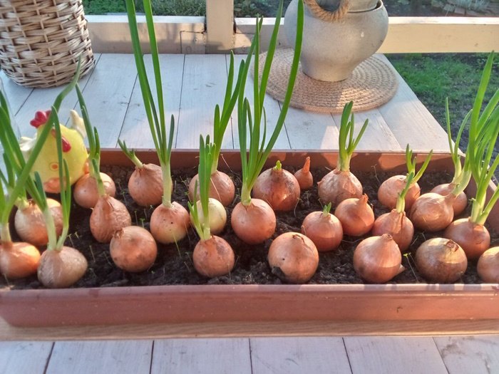 Лук на зелень в апреле