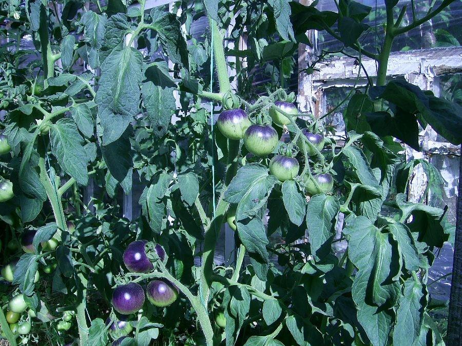 Куст томата OSU blue в теплице