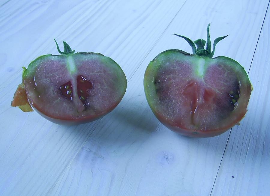 Томаты OSU blue со своего огорода