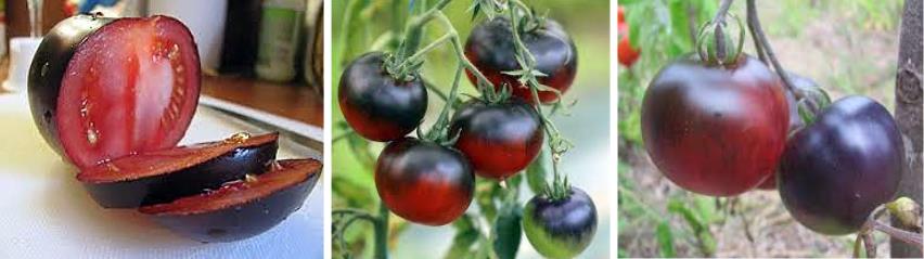 Томаты OSU blue родом из Северной Америки