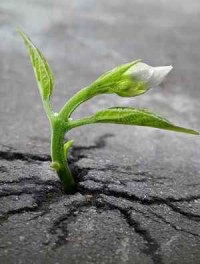 Четыре принципа органического земледелия