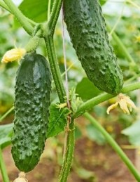 Выращивание огурцов рассадным методом