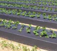 Полимерная пленка для мульчирования