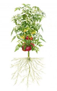 &quot;Пеленка&quot; для рассады