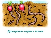 Принцип четвертый. Лучшие помощники – полезные микроорганизмы и черви