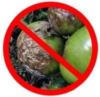 СТОП фитофтора!