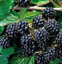 Саженец ежевики с рынка