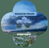 Какие выбрать сидераты под картофель?