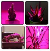 Фитосветильник для рассады своими руками