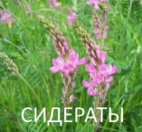Самый естественный почвоулучшатель